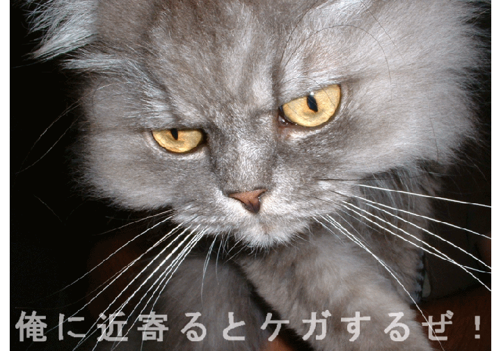 �t���[��