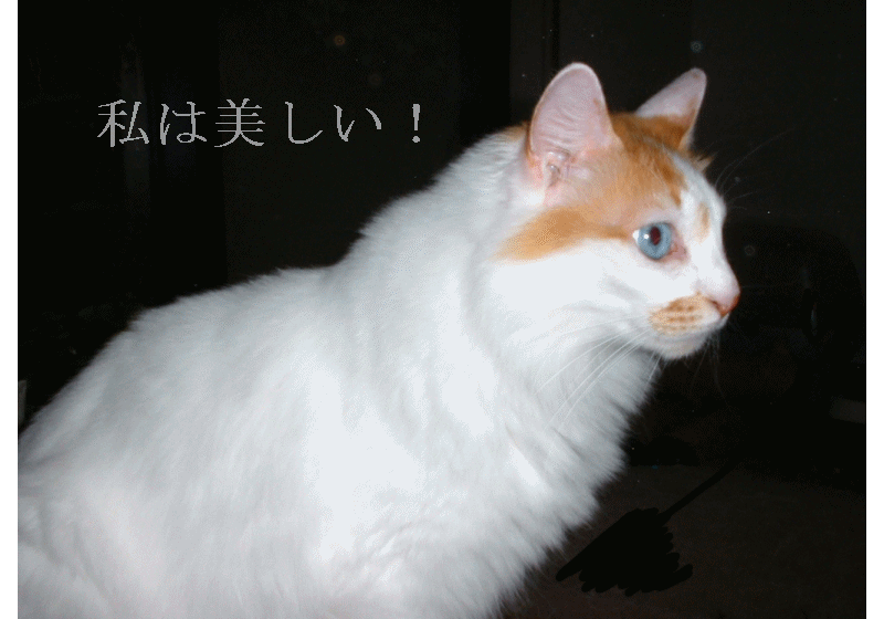 �t���[��